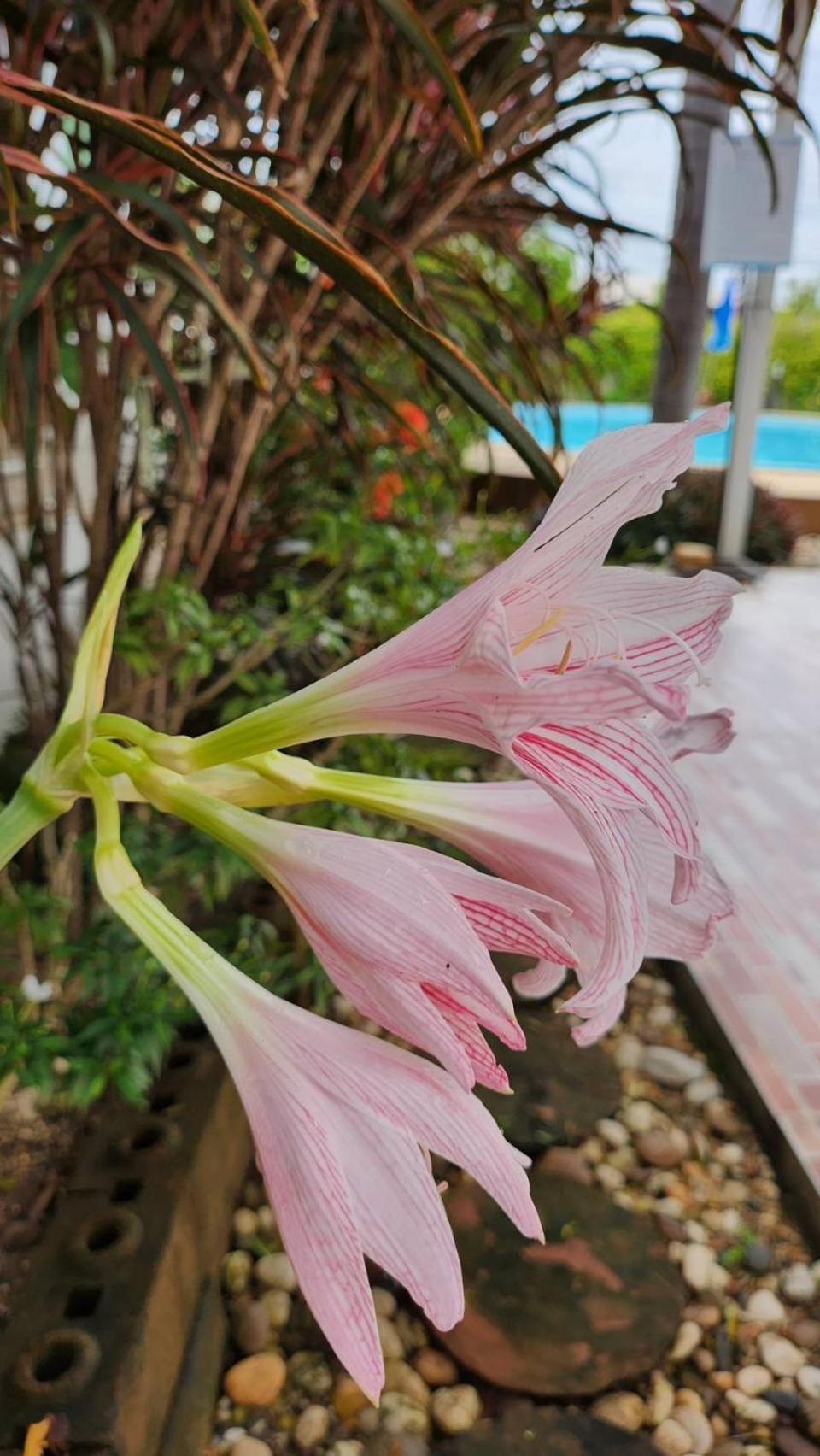 Nuch'S Apple Guest House Si Bun Ruang Bagian luar foto